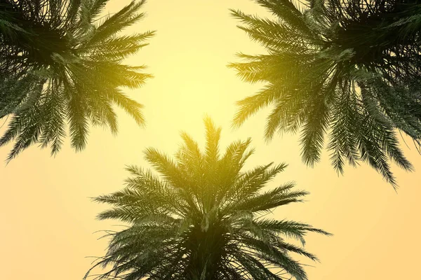 Пальмы Зелеными Листьями Солнечный День Вид Низким Углом Цвет Тонировки — стоковое фото