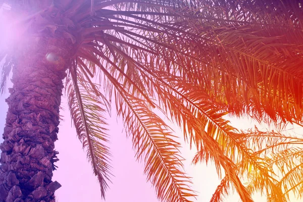 Palmen Mit Üppigem Laub Sonnigen Tagen Blick Aus Dem Niedrigen — Stockfoto
