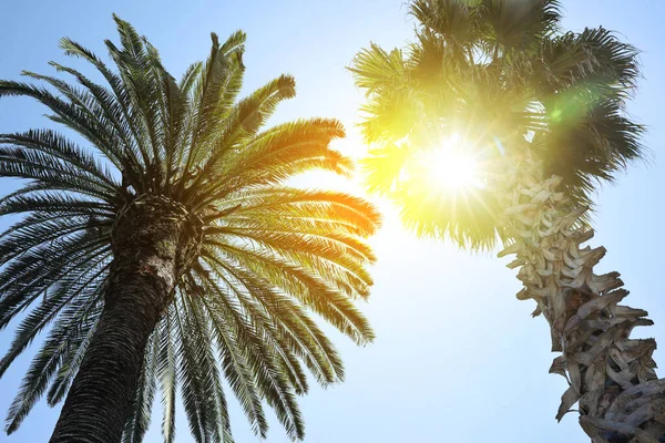 美丽的棕榈树 阳光明媚 角度低 — 图库照片