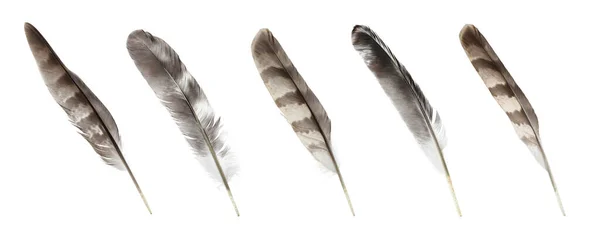 白い背景に美しい羽の多いセット — ストック写真