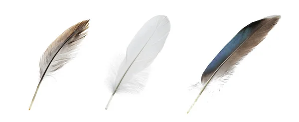 在白色背景上镶嵌不同的美丽羽毛 — 图库照片