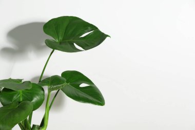 Beyaz duvarın yanında güzel bir canavar, yazı için boşluk. Yapraklı bitki.