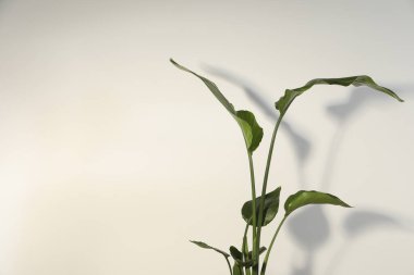 Beyaz duvarın yanında güzel bir strelitzia, yazı için yer var. Egzotik bitki.