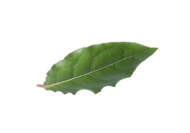 Beyaz bir defne yaprağı izole edilmiş.