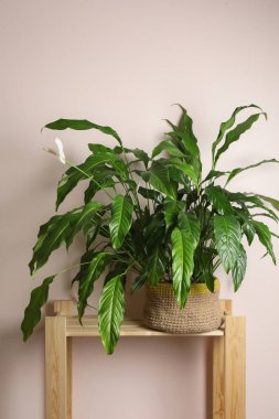 Bej duvarın yanındaki ahşap rafta bulunan güzel bir spathiphyllum. Ev dekorasyonu
