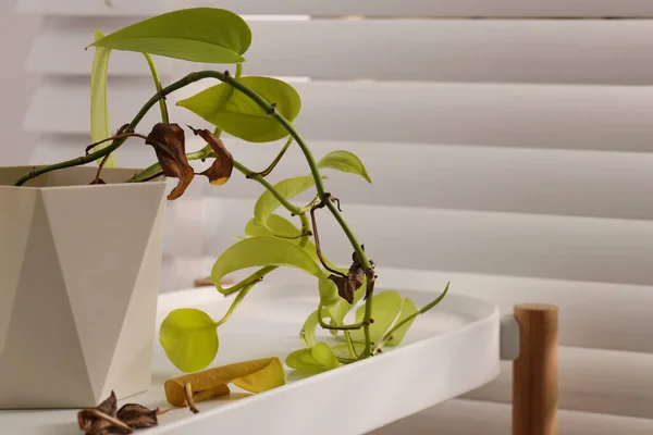 Planta Sala Envasada Com Folhas Danificadas Dentro Casa Close Espaço — Fotografia de Stock