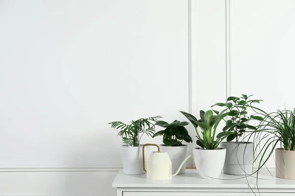 Many Different Houseplants Pots Chest Drawers White Wall Space Text — Stock Photo, Image
