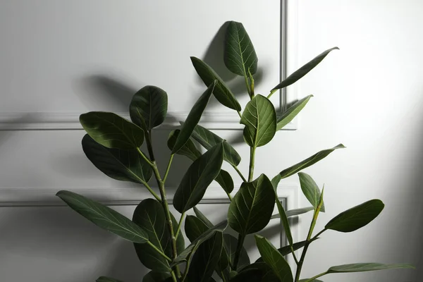 stock image Green ficus near white wall. Beautiful houseplant