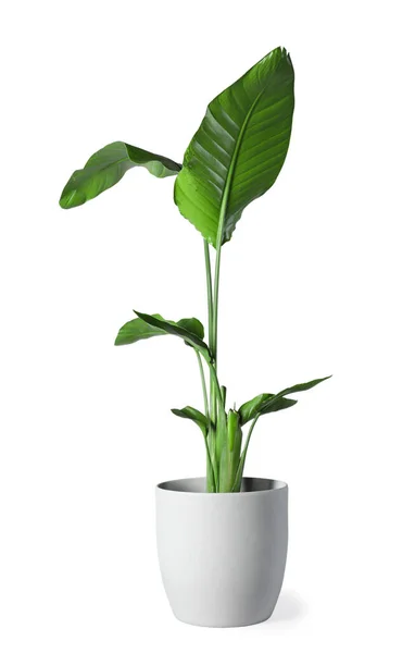 Bonita Planta Sala Vaso Isolado Branco — Fotografia de Stock