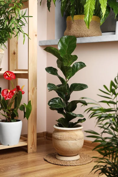Beautiful Houseplants Pots Indoors House Decor — Stock Photo, Image