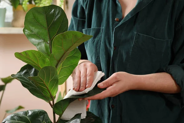 Γυναίκα Σκουπίζοντας Φύλλα Του Φυτού Σπίτι Ύφασμα Εσωτερικούς Χώρους Closeup — Φωτογραφία Αρχείου