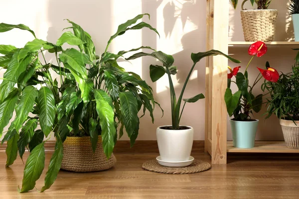 Schöne Zimmerpflanzen Topf Haus Hausdekoration — Stockfoto