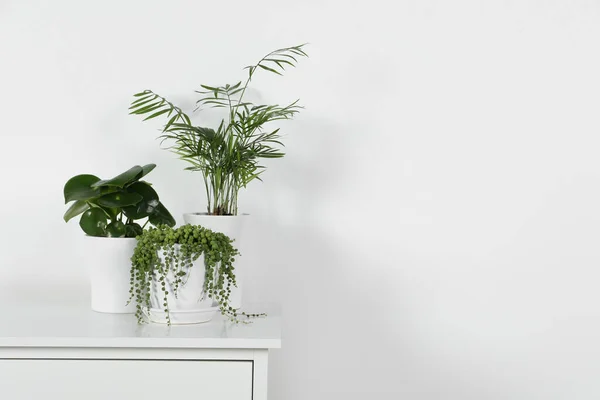 Schöne Grüne Topfpflanzen Auf Weißer Kommode Drinnen Platz Für Text — Stockfoto