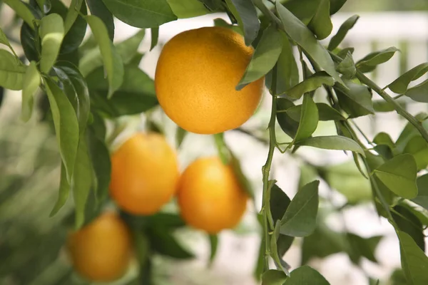 屋外で木の上で成長する新鮮な熟したオレンジ クローズアップ — ストック写真