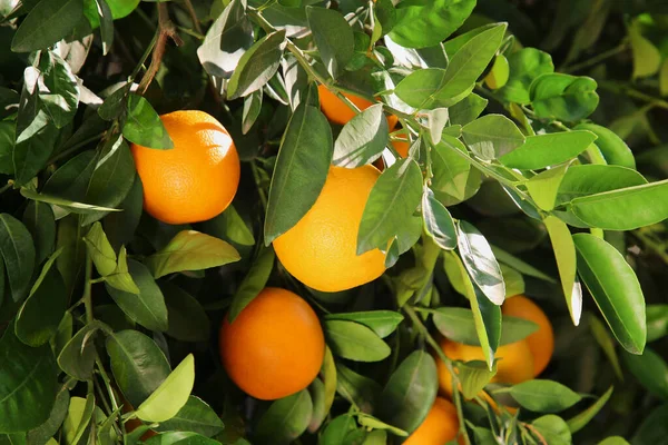 Träd Med Färska Mogna Apelsiner Solig Dag — Stockfoto