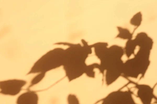 Σκιά Από Φύλλα Φυτών Μπεζ Φόντο — Φωτογραφία Αρχείου
