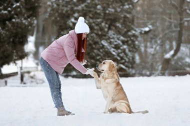 Sevimli Labrador Retriever kışın açık havada güzel genç bayana pençe atıyor.