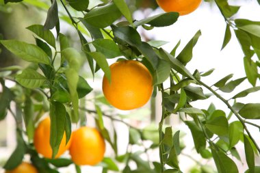 Fresh ripe oranges growing on tree outdoors