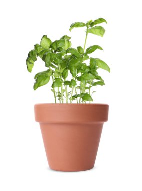 Yeşil fesleğen kil tencerede, beyaz tencerede