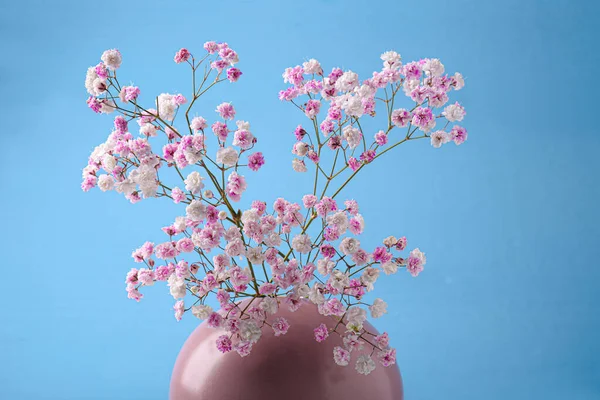 Beautiful dyed gypsophila flowers in pink vase against light blue background