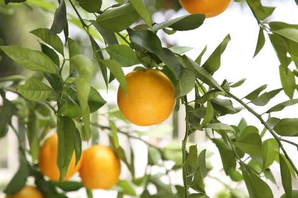 屋外で木に成長する新鮮な熟したオレンジ — ストック写真