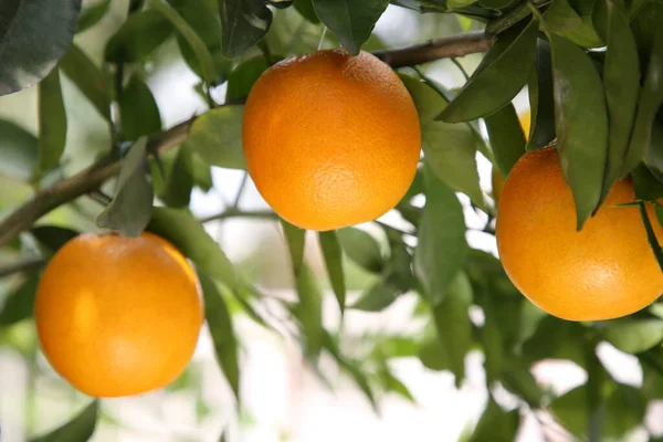 Frische Reife Orangen Die Draußen Baum Wachsen Nahaufnahme — Stockfoto