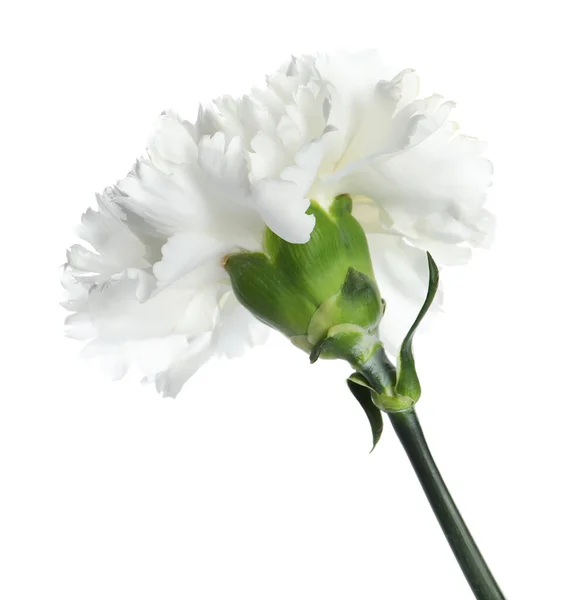 Piękny Aromatyczny Kwiat Goździka Izolowany Białym — Zdjęcie stockowe