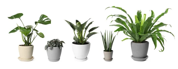 Beyaz Arka Planda Farklı Saksı Bitkilerine Sahip Kolaj Dekorasyonu — Stok fotoğraf