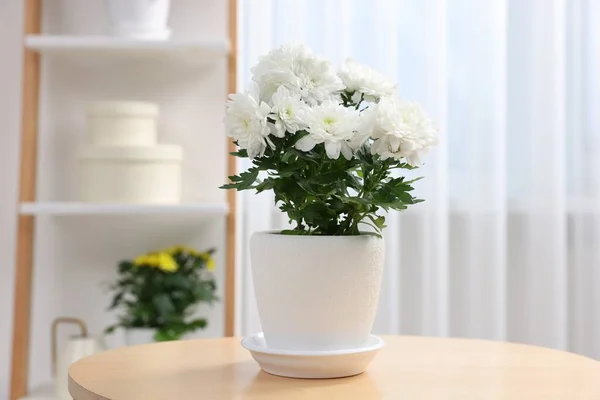 Schöne Chrysanthemenpflanze Blumentopf Auf Holztisch Zimmer — Stockfoto