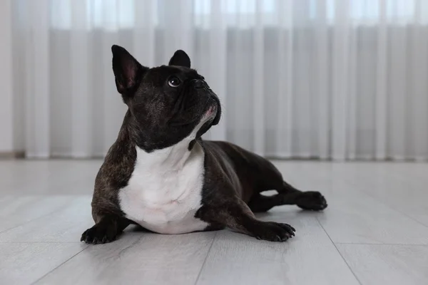 Adorable Bulldog Français Couché Sur Sol Intérieur Charmant Animal — Photo