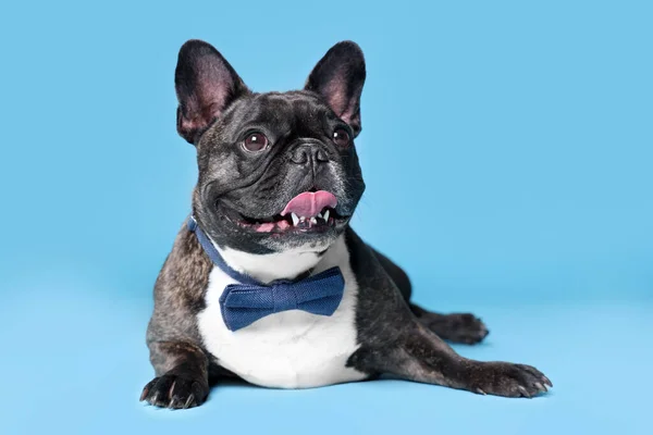 Bedårande Fransk Bulldogg Med Fluga Ljusblå Bakgrund — Stockfoto