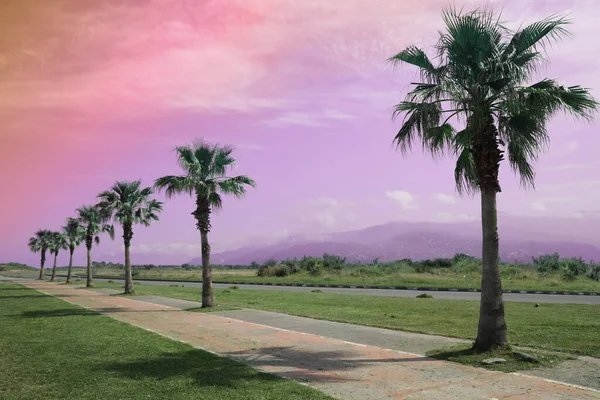 Schöne Aussicht Auf Tropische Palmen Unter Hellem Himmel Farbton — Stockfoto