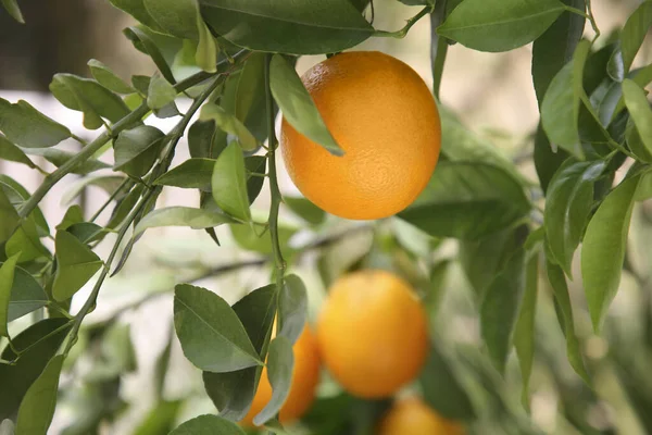 屋外で木の上で成長する新鮮な熟したオレンジ クローズアップ — ストック写真