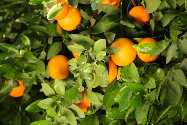 Fresh Ripe Oranges Growing Tree Outdoors — Stok Foto