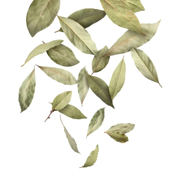 Suché Bobkový Listy Padající Bílém Pozadí — Stock fotografie