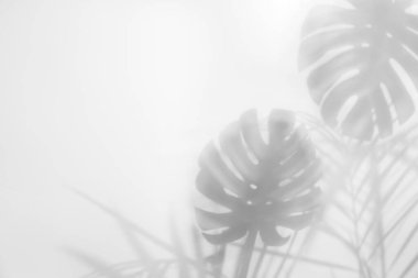 Açık arkaplanda tropikal bitkilerin gölgesi, metin için boşluk