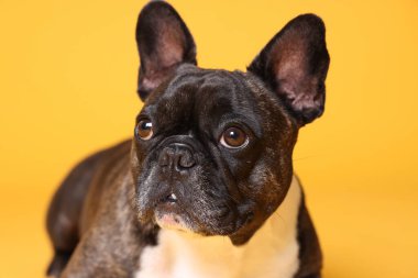 Turuncu arka planda sevimli Fransız Bulldog 'u. Sevimli hayvan