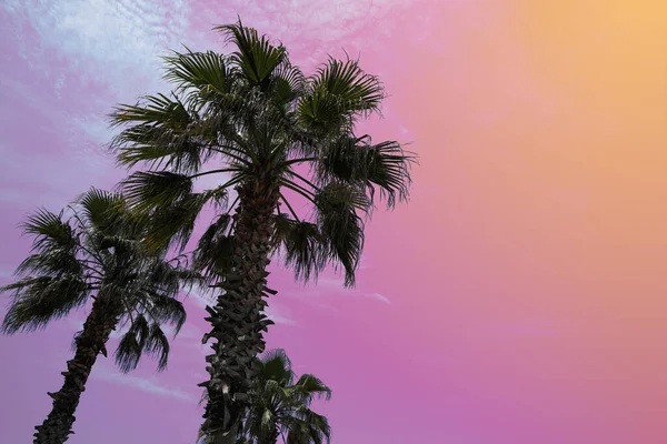 Schöne Palmen Mit Grünen Blättern Vor Hellem Himmel Blick Aus — Stockfoto