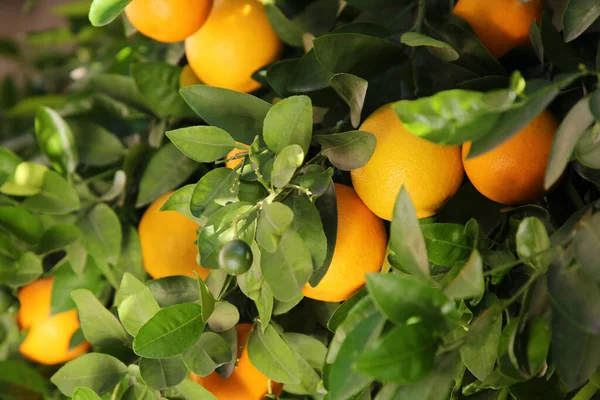 Fresh Ripe Oranges Growing Tree Outdoors — Fotografia de Stock