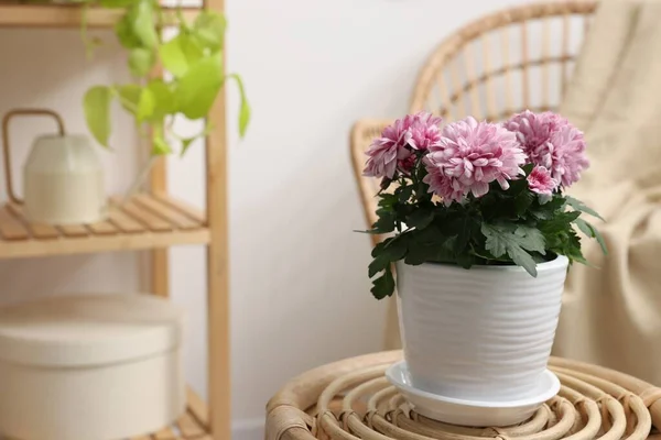Indah Bunga Krisan Tanaman Pot Bunga Meja Kayu Dalam Ruangan — Stok Foto