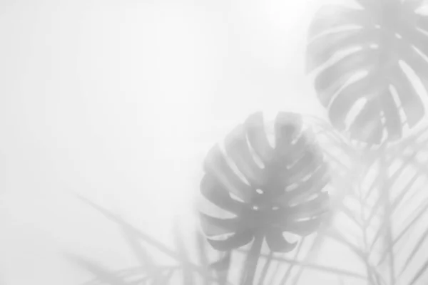 Schatten Tropischer Pflanzen Auf Hellem Hintergrund Platz Für Text — Stockfoto