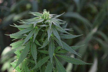 Açık havada yetişen yeşil organik kenevir, yakın çekim manzarası.