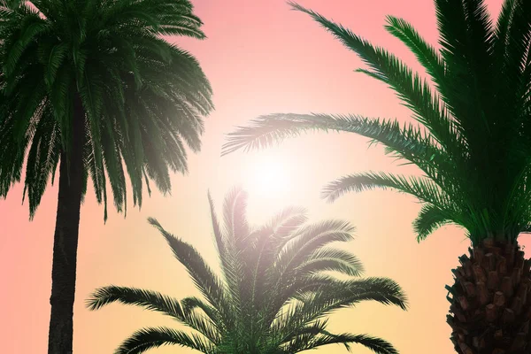 Beautiful Palm Trees Green Leaves Sunny Day Color Toned — Stock Photo, Image