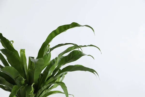 Stock image Beautiful asplenium plant on white background. House decor