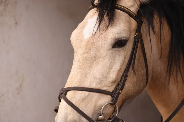 Bellissimo Animale Domestico Addomesticato Adorabile Cavallo Con Briglie Stalla Primo — Foto Stock