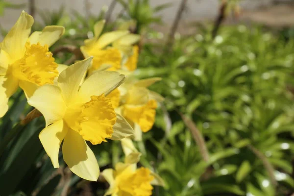 Hermosos Narcisos Amarillos Que Crecen Aire Libre Día Primavera Primer —  Fotos de Stock