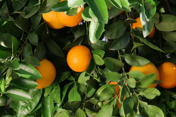 stock image Fresh ripe oranges growing on tree outdoors