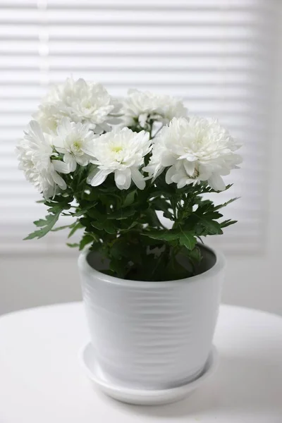 Indah Bunga Krisan Tanaman Pot Bunga Meja Putih Dalam Ruangan — Stok Foto