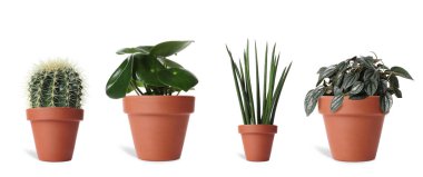 Beyaz arka planda farklı saksı bitkilerine sahip kolaj. Ev dekorasyonu