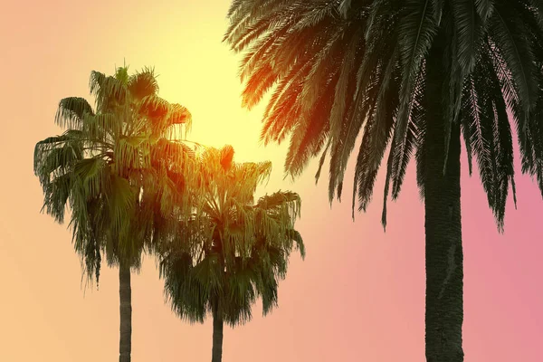 Schöne Palmen Mit Grünen Blättern Sonnigen Tagen Farbe Getönt — Stockfoto